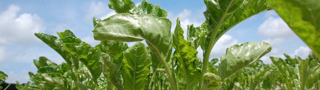 Україна збільшила посівні площі під органічної цукровим буряком