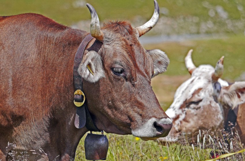 Забайкальським скотарям виділять 55 мільйонів рублів на «племінні потреби»