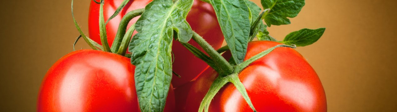 Для росіян встигають практично всі експортні помідори Азербайджану