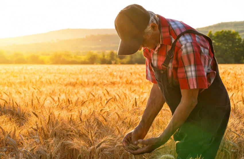 Британські фермери попереджають: якщо кількість робочої сили не збільшиться в чотири рази — буде кризу Британські фермери попереджають: якщо кількість робочої сили не збільшиться в чотири рази — буде кризу
