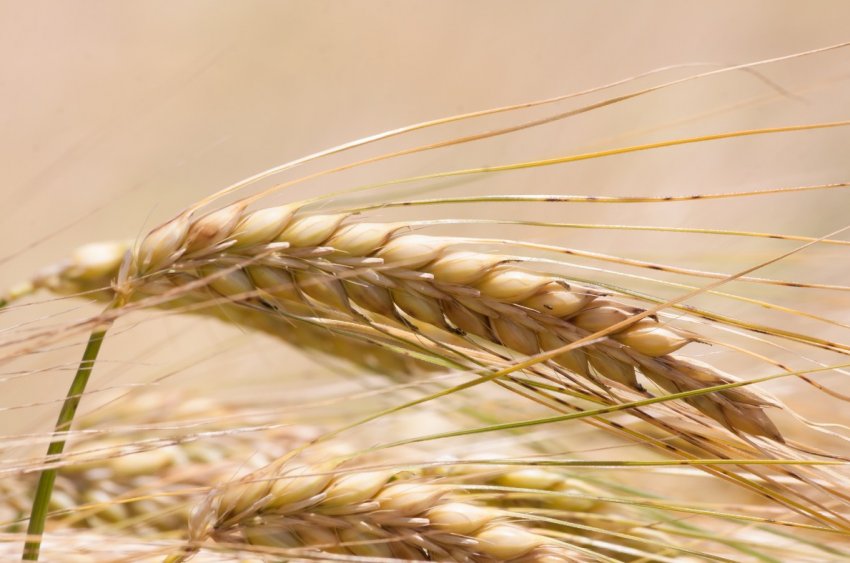 Підмосковні селекціонери явили світові сто сімдесят унікальних сортів зерна