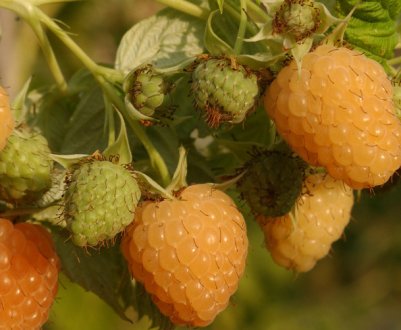 Малина Золота осінь: характеристика, особливості вирощування