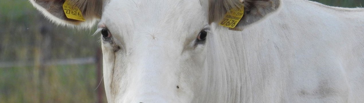 Нова британська інноваційна програма для фермерів по управлінню травою