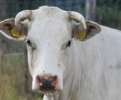 Нова британська інноваційна програма для фермерів по управлінню травою