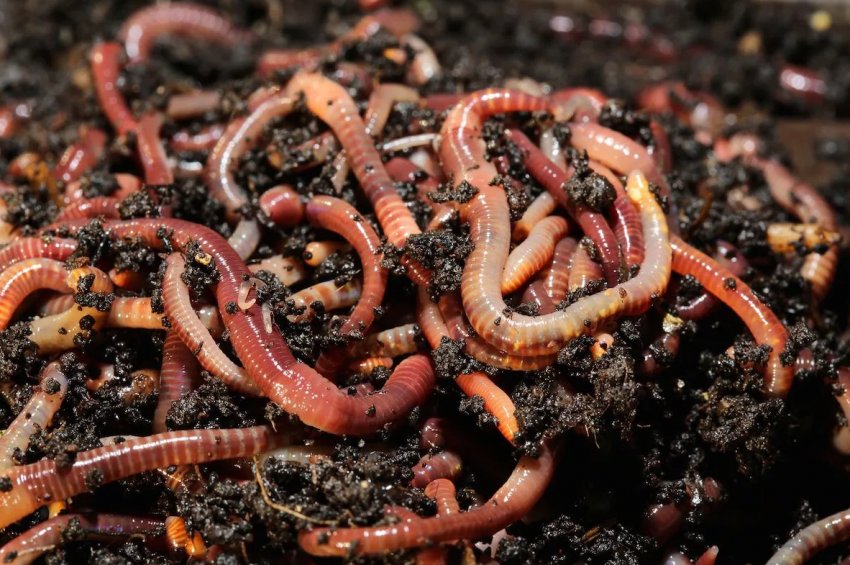 У вісімнадцяти провінціях Китаю виявлений небезпечний хробак У вісімнадцяти провінціях Китаю виявлений небезпечний хробак