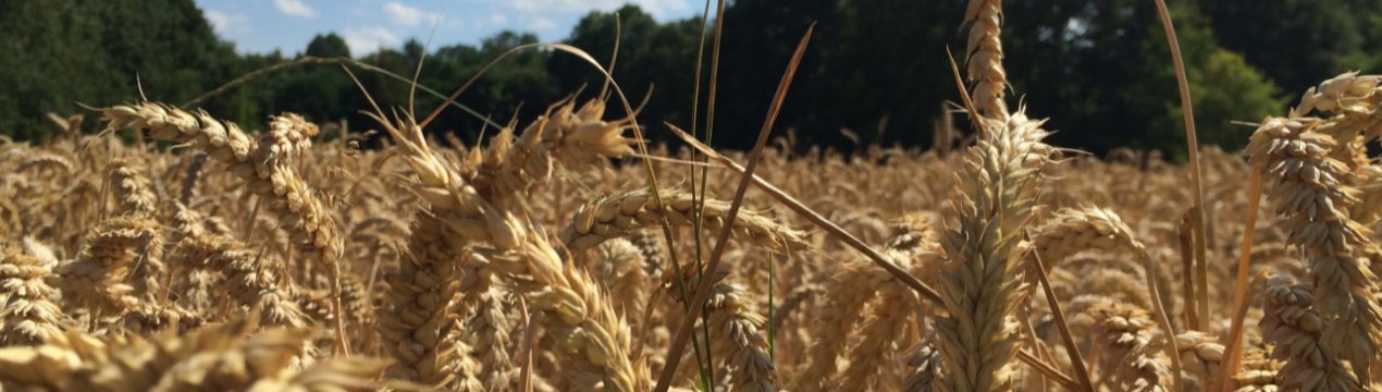 Неформальна зустріч міністрів сільського і рибного господарства країн ЄС в Бухаресті