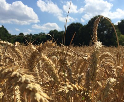 Неформальна зустріч міністрів сільського і рибного господарства країн ЄС в Бухаресті