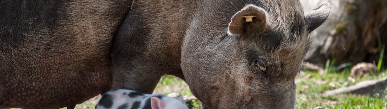 Ірландські фермери попередили, що свиняча лихоманка може знищити свиней в країні