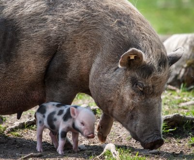 Ірландські фермери попередили, що свиняча лихоманка може знищити свиней в країні