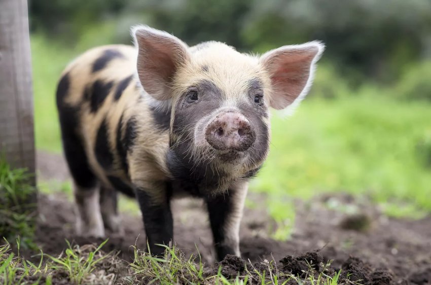 Ірландські фермери попередили, що свиняча лихоманка може знищити свиней в країні Ірландські фермери попередили, що свиняча лихоманка може знищити свиней в країні