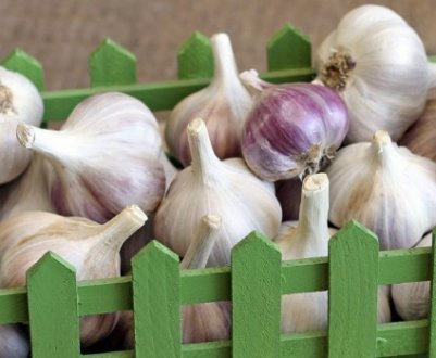 Що можна посадити після часнику на наступний рік