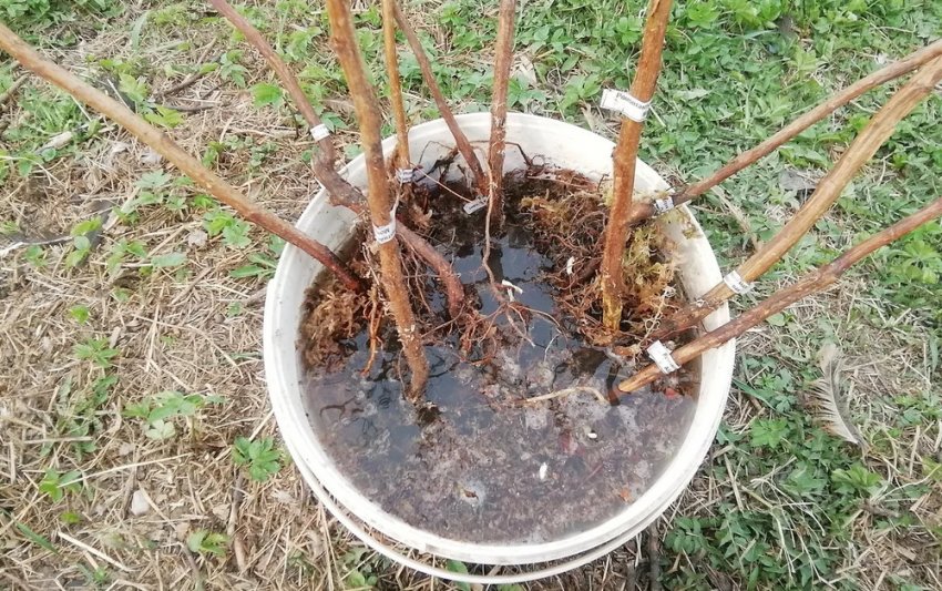 Сорт малины квелли фото и описание сорта. 86427.pso4ko.850. Сорт малины квелли фото и описание сорта фото. Сорт малины квелли фото и описание сорта-86427.pso4ko.850. картинка Сорт малины квелли фото и описание сорта. картинка 86427.pso4ko.850. Созрели сегодня первые ягоды на одной ветке Квели.