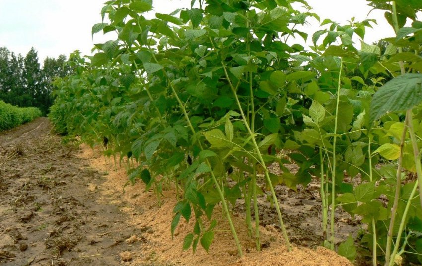Сорт малины квелли фото и описание сорта. 86449.pso530.850. Сорт малины квелли фото и описание сорта фото. Сорт малины квелли фото и описание сорта-86449.pso530.850. картинка Сорт малины квелли фото и описание сорта. картинка 86449.pso530.850. Созрели сегодня первые ягоды на одной ветке Квели.