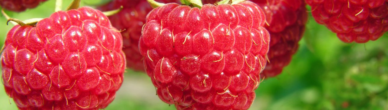 Рання ремонтантна малина Кастион: опис, врожайність