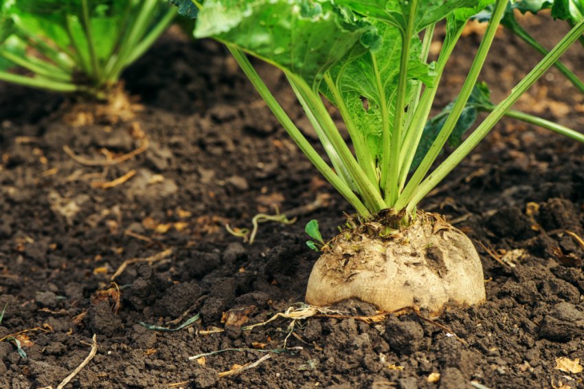 Україна збільшила посівні площі під органічної цукровим буряком Україна збільшила посівні площі під органічної цукровим буряком