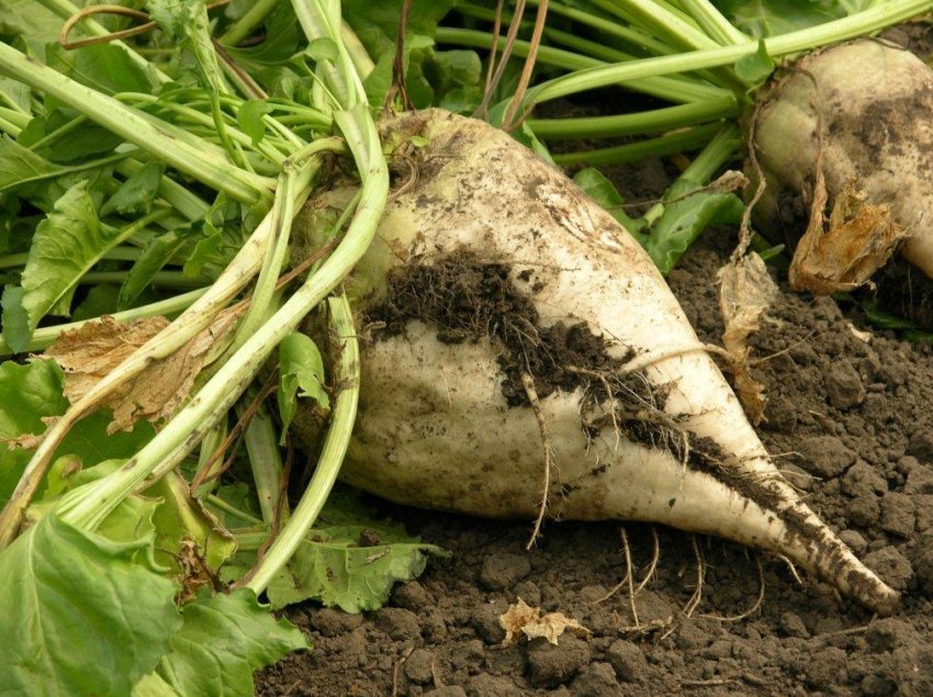 Україна збільшила посівні площі під органічної цукровим буряком Україна збільшила посівні площі під органічної цукровим буряком