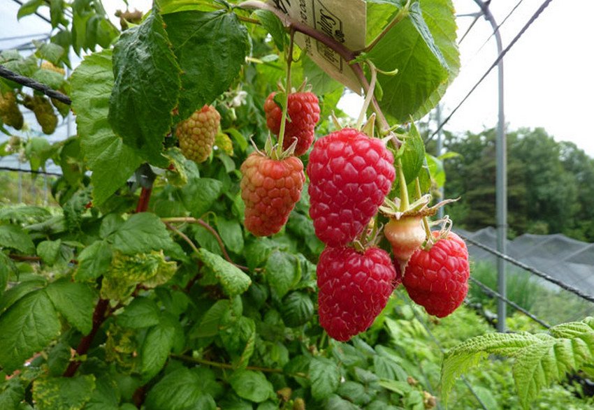 Малина Кастион Малина Кастион