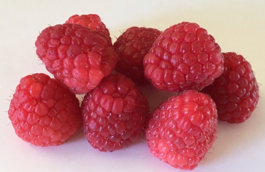 Малина сорту Кастион Малина сорту Кастион