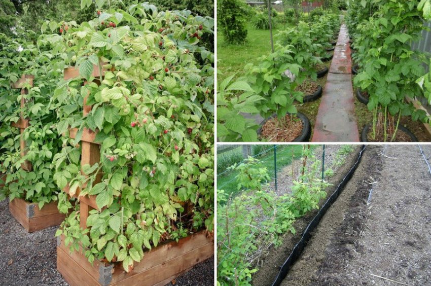 Місце під посадку малини Місце під посадку малини