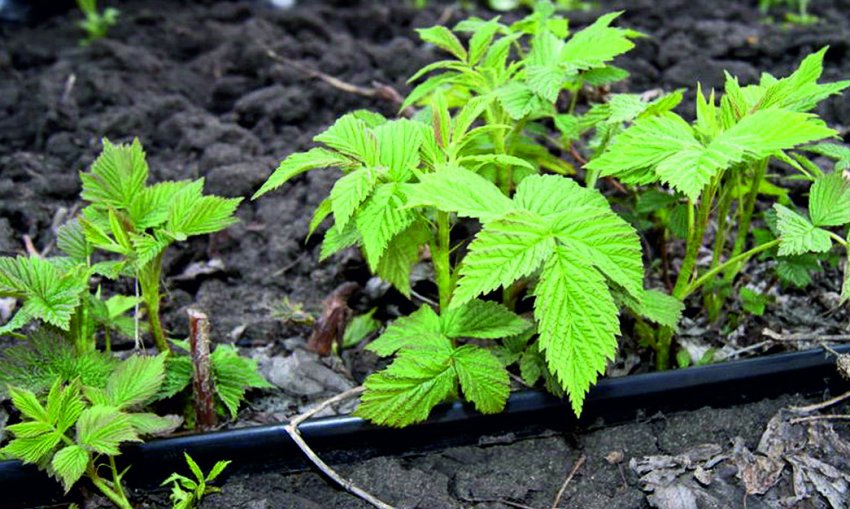 Система крапельного поливу малини Система крапельного поливу малини