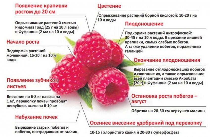 Підживлення малини на різних етапах Підживлення малини на різних етапах