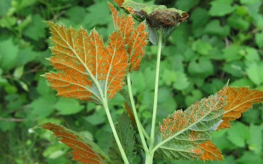 іржа на листках малини іржа на листках малини
