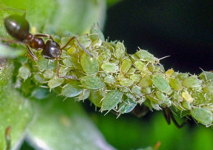 Попелиця на малині Попелиця на малині