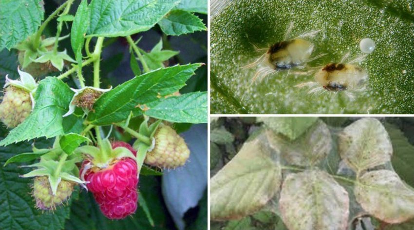 Павутинний кліщ на малині Павутинний кліщ на малині