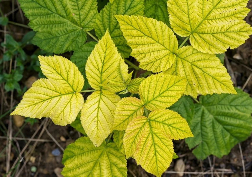 Хлороз листя малини Хлороз листя малини