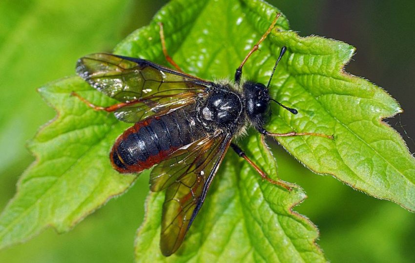 Малинові пильщик Малинові пильщик