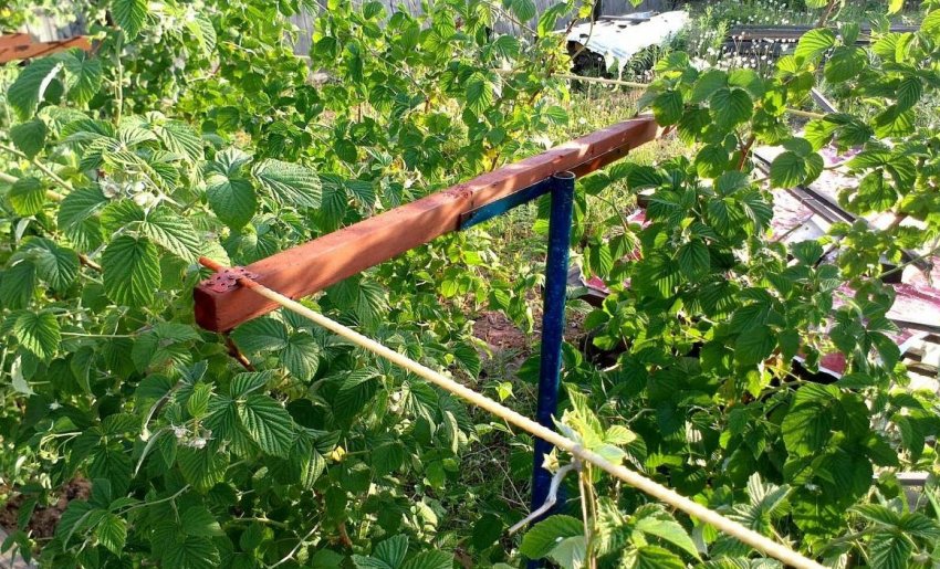 Шпалера для малини Шпалера для малини