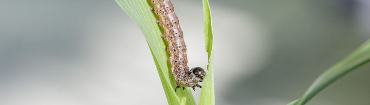 У вісімнадцяти провінціях Китаю виявлений небезпечний черв'як