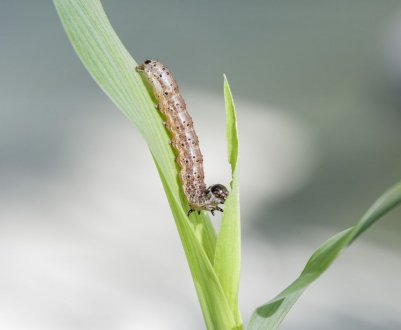 У вісімнадцяти провінціях Китаю виявлений небезпечний черв'як