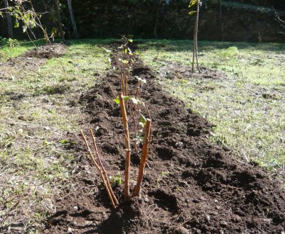 Пересадка малини: весна або осінь — переваги і недоліки
