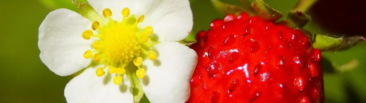 У Сумській області пройде фестиваль суничний