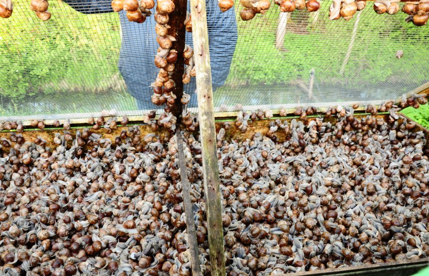 Рівненські айтішники відкрили равликову ферму Рівненські айтішники відкрили равликову ферму