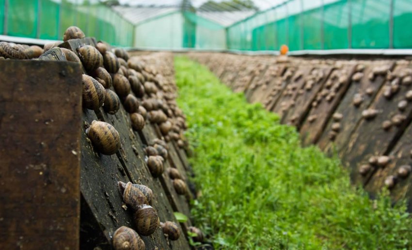 Рівненські айтішники відкрили равликову ферму Рівненські айтішники відкрили равликову ферму