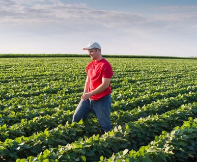 Фермери Великобританії закликають до «реалістичним графіками» переходу на схему постбрекситскую