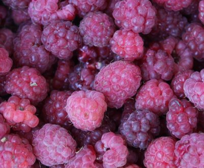 Малина сорту Маргарита: характеристика, особливості вирощування та догляду