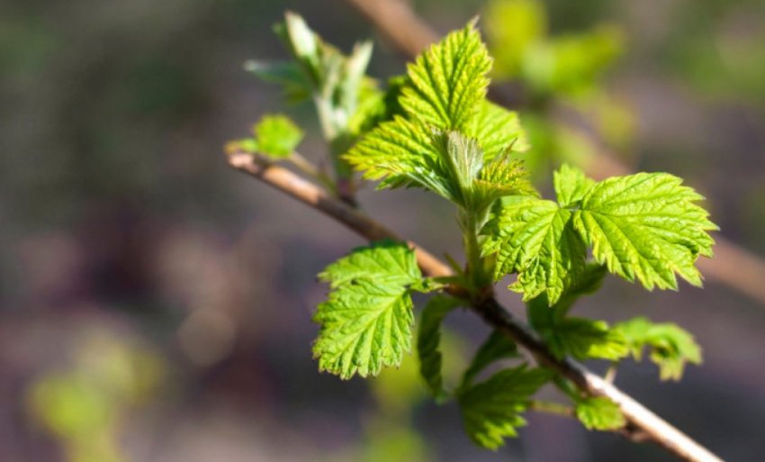 Молодий пагін малини