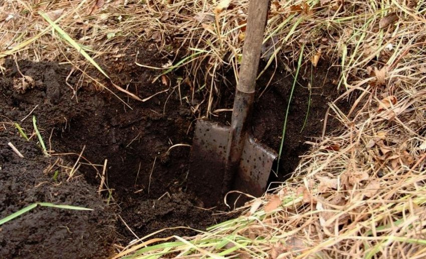 Яма для посадки малини