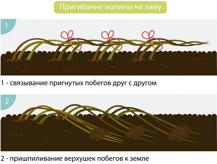 Сорт малины метеор обрезка. 86582.psoavc.850. Сорт малины метеор обрезка фото. Сорт малины метеор обрезка-86582.psoavc.850. картинка Сорт малины метеор обрезка. картинка 86582.psoavc.850. Малину встретить можно практически в любом саду. Растение позволяет собирать ягоды, которые имеют не только приятный вкус, но и содержат большое количество полезных для организма человека веществ. Малина Метеор – один из наиболее популярных сортов, который неоднократно доказывал свои положительные качества.