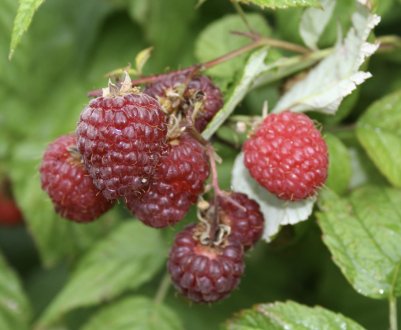 Новий представник сімейства Глен — безколючкова малина Глен Файн: опис, врожайність