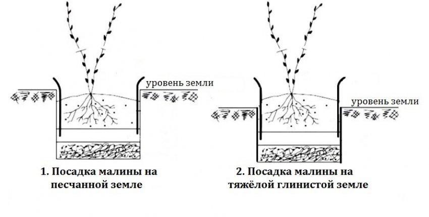 Малина форум сорт галактика. 86605.psobpc.850. Малина форум сорт галактика фото. Малина форум сорт галактика-86605.psobpc.850. картинка Малина форум сорт галактика. картинка 86605.psobpc.850. Дачный форум: о даче, о цветах, о вашем приусадебном участке