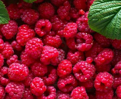 Малина сорту Велетень: характеристика, особливості вирощування, догляду