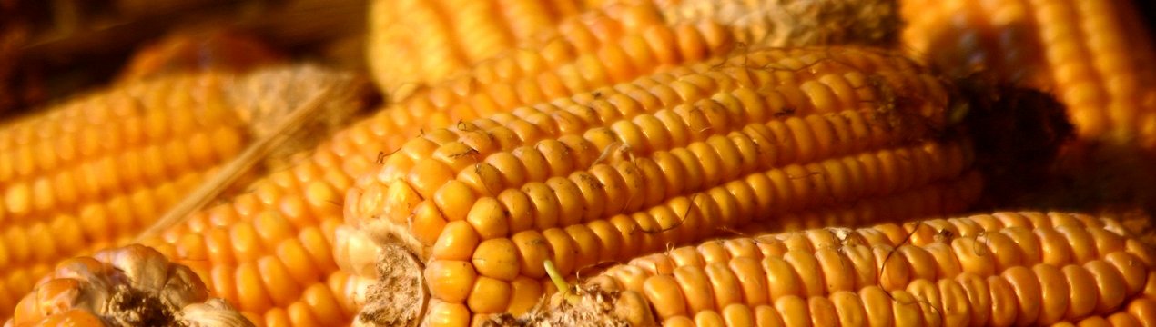 Мексика закупила велику партію кукурудзи в Бразилії