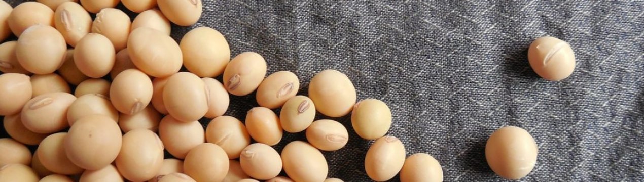 Російська соя — остання надія китайців?