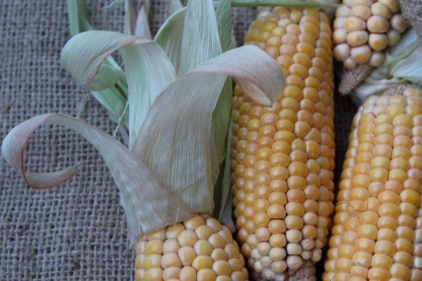 Мексика закупила велику партію кукурудзи в Бразилії