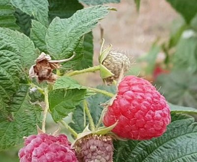 Малина Брусвяна: опис, особливості вирощування