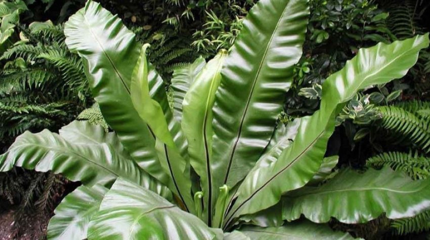 Аспленіум південноазіатський